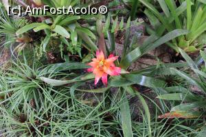 [P28] Rio de Janeiro, Grădina Botanică, Bromeliarium, Bromelie în floare » foto by mprofeanu
 - 
<span class="allrVoted glyphicon glyphicon-heart hidden" id="av1154938"></span>
<a class="m-l-10 hidden" id="sv1154938" onclick="voting_Foto_DelVot(,1154938,6730)" role="button">șterge vot <span class="glyphicon glyphicon-remove"></span></a>
<a id="v91154938" class=" c-red"  onclick="voting_Foto_SetVot(1154938)" role="button"><span class="glyphicon glyphicon-heart-empty"></span> <b>LIKE</b> = Votează poza</a> <img class="hidden"  id="f1154938W9" src="/imagini/loader.gif" border="0" /><span class="AjErrMes hidden" id="e1154938ErM"></span>