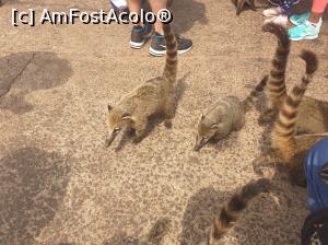 [P29] gașca de coati » foto by robert
 - 
<span class="allrVoted glyphicon glyphicon-heart hidden" id="av1118433"></span>
<a class="m-l-10 hidden" id="sv1118433" onclick="voting_Foto_DelVot(,1118433,6751)" role="button">șterge vot <span class="glyphicon glyphicon-remove"></span></a>
<a id="v91118433" class=" c-red"  onclick="voting_Foto_SetVot(1118433)" role="button"><span class="glyphicon glyphicon-heart-empty"></span> <b>LIKE</b> = Votează poza</a> <img class="hidden"  id="f1118433W9" src="/imagini/loader.gif" border="0" /><span class="AjErrMes hidden" id="e1118433ErM"></span>