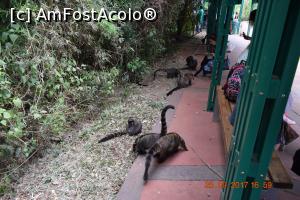 [P14] Familie de opossum » foto by Pușcașu Marin
 - 
<span class="allrVoted glyphicon glyphicon-heart hidden" id="av926293"></span>
<a class="m-l-10 hidden" id="sv926293" onclick="voting_Foto_DelVot(,926293,6751)" role="button">șterge vot <span class="glyphicon glyphicon-remove"></span></a>
<a id="v9926293" class=" c-red"  onclick="voting_Foto_SetVot(926293)" role="button"><span class="glyphicon glyphicon-heart-empty"></span> <b>LIKE</b> = Votează poza</a> <img class="hidden"  id="f926293W9" src="/imagini/loader.gif" border="0" /><span class="AjErrMes hidden" id="e926293ErM"></span>