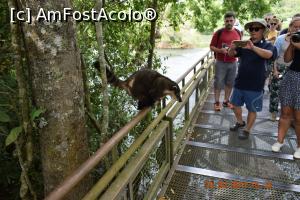 [P05] Primul opossum pe care l-am vazut in parc » foto by Pușcașu Marin
 - 
<span class="allrVoted glyphicon glyphicon-heart hidden" id="av926277"></span>
<a class="m-l-10 hidden" id="sv926277" onclick="voting_Foto_DelVot(,926277,6751)" role="button">șterge vot <span class="glyphicon glyphicon-remove"></span></a>
<a id="v9926277" class=" c-red"  onclick="voting_Foto_SetVot(926277)" role="button"><span class="glyphicon glyphicon-heart-empty"></span> <b>LIKE</b> = Votează poza</a> <img class="hidden"  id="f926277W9" src="/imagini/loader.gif" border="0" /><span class="AjErrMes hidden" id="e926277ErM"></span>