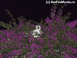 [P42] Parga webcam, in tufele de bougainvillea de la Hotel Sol » foto by irinad
 - 
<span class="allrVoted glyphicon glyphicon-heart hidden" id="av546348"></span>
<a class="m-l-10 hidden" id="sv546348" onclick="voting_Foto_DelVot(,546348,6811)" role="button">șterge vot <span class="glyphicon glyphicon-remove"></span></a>
<a id="v9546348" class=" c-red"  onclick="voting_Foto_SetVot(546348)" role="button"><span class="glyphicon glyphicon-heart-empty"></span> <b>LIKE</b> = Votează poza</a> <img class="hidden"  id="f546348W9" src="/imagini/loader.gif" border="0" /><span class="AjErrMes hidden" id="e546348ErM"></span>