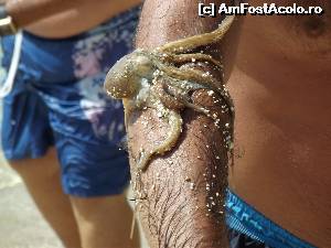 [P92] 'Baby octopus' asa a denumit un turist italian micuta caracatita de fata » foto by irinad
 - 
<span class="allrVoted glyphicon glyphicon-heart hidden" id="av546406"></span>
<a class="m-l-10 hidden" id="sv546406" onclick="voting_Foto_DelVot(,546406,6811)" role="button">șterge vot <span class="glyphicon glyphicon-remove"></span></a>
<a id="v9546406" class=" c-red"  onclick="voting_Foto_SetVot(546406)" role="button"><span class="glyphicon glyphicon-heart-empty"></span> <b>LIKE</b> = Votează poza</a> <img class="hidden"  id="f546406W9" src="/imagini/loader.gif" border="0" /><span class="AjErrMes hidden" id="e546406ErM"></span>