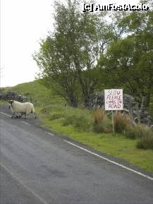 [P66] Slow please lambs on road. » foto by TraianS
 - 
<span class="allrVoted glyphicon glyphicon-heart hidden" id="av209258"></span>
<a class="m-l-10 hidden" id="sv209258" onclick="voting_Foto_DelVot(,209258,6898)" role="button">șterge vot <span class="glyphicon glyphicon-remove"></span></a>
<a id="v9209258" class=" c-red"  onclick="voting_Foto_SetVot(209258)" role="button"><span class="glyphicon glyphicon-heart-empty"></span> <b>LIKE</b> = Votează poza</a> <img class="hidden"  id="f209258W9" src="/imagini/loader.gif" border="0" /><span class="AjErrMes hidden" id="e209258ErM"></span>