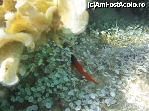 P17 [JUN-2015] Orice culoare îți place: Cât m-am mai chinuit să prind în poză acest pește roșu