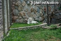 [P45] Parcul Kalemegdan - Grădina Zoologică - tigrul bengalez. Se pare că are un pui de vreo 4 luni, născut în captivitate, însă acesta este ferit deocamdată de ochii publicului.  » foto by ariciu
 - 
<span class="allrVoted glyphicon glyphicon-heart hidden" id="av469286"></span>
<a class="m-l-10 hidden" id="sv469286" onclick="voting_Foto_DelVot(,469286,7062)" role="button">șterge vot <span class="glyphicon glyphicon-remove"></span></a>
<a id="v9469286" class=" c-red"  onclick="voting_Foto_SetVot(469286)" role="button"><span class="glyphicon glyphicon-heart-empty"></span> <b>LIKE</b> = Votează poza</a> <img class="hidden"  id="f469286W9" src="/imagini/loader.gif" border="0" /><span class="AjErrMes hidden" id="e469286ErM"></span>