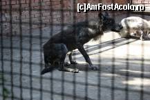 [P50] Parcul Kalemegdan - Grădina Zoologică - Canis lupus, plictisiți se scărpinau, având ca spațiu o cușcă nu suficient de mare pentru amândoi. Aceeași tristețe parcă am zărit-o și în ochii lor.  » foto by ariciu
 - 
<span class="allrVoted glyphicon glyphicon-heart hidden" id="av469291"></span>
<a class="m-l-10 hidden" id="sv469291" onclick="voting_Foto_DelVot(,469291,7062)" role="button">șterge vot <span class="glyphicon glyphicon-remove"></span></a>
<a id="v9469291" class=" c-red"  onclick="voting_Foto_SetVot(469291)" role="button"><span class="glyphicon glyphicon-heart-empty"></span> <b>LIKE</b> = Votează poza</a> <img class="hidden"  id="f469291W9" src="/imagini/loader.gif" border="0" /><span class="AjErrMes hidden" id="e469291ErM"></span>