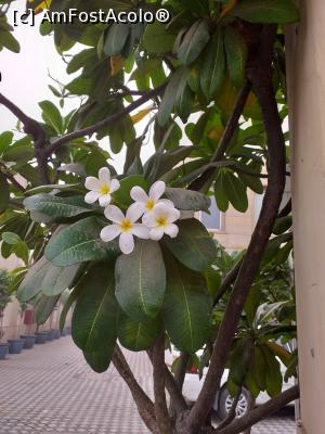 [P01] frangipani-la intrarea in curtea hotelului Leisure Inn » foto by Yolanda
 - 
<span class="allrVoted glyphicon glyphicon-heart hidden" id="av1148314"></span>
<a class="m-l-10 hidden" id="sv1148314" onclick="voting_Foto_DelVot(,1148314,7091)" role="button">șterge vot <span class="glyphicon glyphicon-remove"></span></a>
<a id="v91148314" class=" c-red"  onclick="voting_Foto_SetVot(1148314)" role="button"><span class="glyphicon glyphicon-heart-empty"></span> <b>LIKE</b> = Votează poza</a> <img class="hidden"  id="f1148314W9" src="/imagini/loader.gif" border="0" /><span class="AjErrMes hidden" id="e1148314ErM"></span>