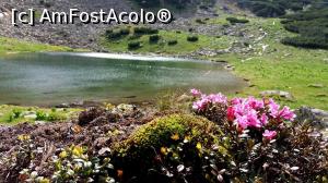 P07 [JUN-2016] Lacul Vidal si rododendronul