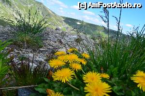 [P180] O ultimă pledoarie pentru turism pe Transalpina! Parcă și culorile florilor sunt altfel în aerul curat de munte...  » foto by Lyssys
 - 
<span class="allrVoted glyphicon glyphicon-heart hidden" id="av636683"></span>
<a class="m-l-10 hidden" id="sv636683" onclick="voting_Foto_DelVot(,636683,7149)" role="button">șterge vot <span class="glyphicon glyphicon-remove"></span></a>
<a id="v9636683" class=" c-red"  onclick="voting_Foto_SetVot(636683)" role="button"><span class="glyphicon glyphicon-heart-empty"></span> <b>LIKE</b> = Votează poza</a> <img class="hidden"  id="f636683W9" src="/imagini/loader.gif" border="0" /><span class="AjErrMes hidden" id="e636683ErM"></span>