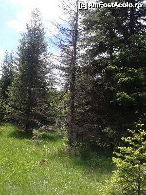 [P77] Transalpina acum, în multe imagini și puține cuvinte - Am văzut primii molizi uscați... Parcă erau 'omorâți' de un gen de lichen parazit... » foto by Lyssys
 - 
<span class="allrVoted glyphicon glyphicon-heart hidden" id="av636563"></span>
<a class="m-l-10 hidden" id="sv636563" onclick="voting_Foto_DelVot(,636563,7149)" role="button">șterge vot <span class="glyphicon glyphicon-remove"></span></a>
<a id="v9636563" class=" c-red"  onclick="voting_Foto_SetVot(636563)" role="button"><span class="glyphicon glyphicon-heart-empty"></span> <b>LIKE</b> = Votează poza</a> <img class="hidden"  id="f636563W9" src="/imagini/loader.gif" border="0" /><span class="AjErrMes hidden" id="e636563ErM"></span>