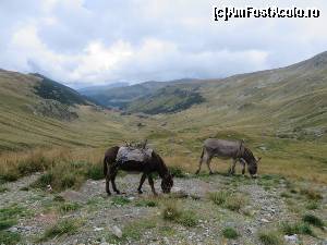 [P06] Peisaj pe Transalpina - august 2015.  » foto by tata123 🔱
 - 
<span class="allrVoted glyphicon glyphicon-heart hidden" id="av659476"></span>
<a class="m-l-10 hidden" id="sv659476" onclick="voting_Foto_DelVot(,659476,7149)" role="button">șterge vot <span class="glyphicon glyphicon-remove"></span></a>
<a id="v9659476" class=" c-red"  onclick="voting_Foto_SetVot(659476)" role="button"><span class="glyphicon glyphicon-heart-empty"></span> <b>LIKE</b> = Votează poza</a> <img class="hidden"  id="f659476W9" src="/imagini/loader.gif" border="0" /><span class="AjErrMes hidden" id="e659476ErM"></span>