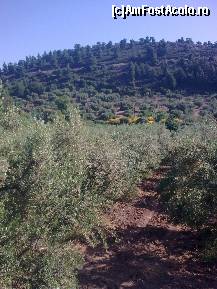 [P150] Iata ceea ce vă spuneam în text... drumul săpat în stâncă spre Agios Paulos...şi plantaţia de măslini a hotelului... » foto by Aeerdna*
 - 
<span class="allrVoted glyphicon glyphicon-heart hidden" id="av217280"></span>
<a class="m-l-10 hidden" id="sv217280" onclick="voting_Foto_DelVot(,217280,7150)" role="button">șterge vot <span class="glyphicon glyphicon-remove"></span></a>
<a id="v9217280" class=" c-red"  onclick="voting_Foto_SetVot(217280)" role="button"><span class="glyphicon glyphicon-heart-empty"></span> <b>LIKE</b> = Votează poza</a> <img class="hidden"  id="f217280W9" src="/imagini/loader.gif" border="0" /><span class="AjErrMes hidden" id="e217280ErM"></span>