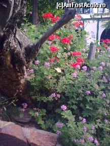 [P186] Detaliu... » foto by Aeerdna*
 - 
<span class="allrVoted glyphicon glyphicon-heart hidden" id="av217399"></span>
<a class="m-l-10 hidden" id="sv217399" onclick="voting_Foto_DelVot(,217399,7150)" role="button">șterge vot <span class="glyphicon glyphicon-remove"></span></a>
<a id="v9217399" class=" c-red"  onclick="voting_Foto_SetVot(217399)" role="button"><span class="glyphicon glyphicon-heart-empty"></span> <b>LIKE</b> = Votează poza</a> <img class="hidden"  id="f217399W9" src="/imagini/loader.gif" border="0" /><span class="AjErrMes hidden" id="e217399ErM"></span>