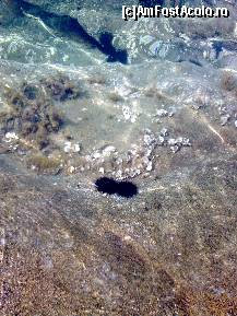 [P222] Plaja Spathies - Vedere spre fundul apei... se văd doi arici de mare... » foto by Aeerdna*
 - 
<span class="allrVoted glyphicon glyphicon-heart hidden" id="av217446"></span>
<a class="m-l-10 hidden" id="sv217446" onclick="voting_Foto_DelVot(,217446,7150)" role="button">șterge vot <span class="glyphicon glyphicon-remove"></span></a>
<a id="v9217446" class=" c-red"  onclick="voting_Foto_SetVot(217446)" role="button"><span class="glyphicon glyphicon-heart-empty"></span> <b>LIKE</b> = Votează poza</a> <img class="hidden"  id="f217446W9" src="/imagini/loader.gif" border="0" /><span class="AjErrMes hidden" id="e217446ErM"></span>
