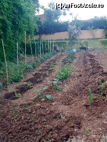 [P252] Bucăţică de pământ cultivată...Oare cine a făcut lucrul acesta? Indiferent cine este,iubeşteagricultura,iar acest lucru este esenţial... » foto by Aeerdna*
 - 
<span class="allrVoted glyphicon glyphicon-heart hidden" id="av217476"></span>
<a class="m-l-10 hidden" id="sv217476" onclick="voting_Foto_DelVot(,217476,7150)" role="button">șterge vot <span class="glyphicon glyphicon-remove"></span></a>
<a id="v9217476" class=" c-red"  onclick="voting_Foto_SetVot(217476)" role="button"><span class="glyphicon glyphicon-heart-empty"></span> <b>LIKE</b> = Votează poza</a> <img class="hidden"  id="f217476W9" src="/imagini/loader.gif" border="0" /><span class="AjErrMes hidden" id="e217476ErM"></span>