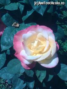 [P397] Fotografia aceasta este un cadou... E drept, ea este făcută la cabana mea aflată pe drumul spre Transfăgărăşean. Dar am pus-o aici, ca un fel de cadou, în locul pozei cu clădirea unde am stat la Kalamitsi şi pe care scria discret 'ντροπαλός αυξήθηκε'... » foto by Aeerdna*
 - 
<span class="allrVoted glyphicon glyphicon-heart hidden" id="av222607"></span>
<a class="m-l-10 hidden" id="sv222607" onclick="voting_Foto_DelVot(,222607,7150)" role="button">șterge vot <span class="glyphicon glyphicon-remove"></span></a>
<a id="v9222607" class=" c-red"  onclick="voting_Foto_SetVot(222607)" role="button"><span class="glyphicon glyphicon-heart-empty"></span> <b>LIKE</b> = Votează poza</a> <img class="hidden"  id="f222607W9" src="/imagini/loader.gif" border="0" /><span class="AjErrMes hidden" id="e222607ErM"></span>