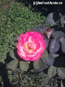 [P405] 'ντροπαλός αυξήθηκε'... Ulterior,l-am întrebat pe Fanariot: '- Ce înseamnă'... Mi-a zâmbit misterios, vorbindu-mi de un trandafir... De aceea l-am expus... Restul,la review-ul despre Kalamitsi... » foto by Aeerdna*
 - 
<span class="allrVoted glyphicon glyphicon-heart hidden" id="av222608"></span>
<a class="m-l-10 hidden" id="sv222608" onclick="voting_Foto_DelVot(,222608,7150)" role="button">șterge vot <span class="glyphicon glyphicon-remove"></span></a>
<a id="v9222608" class=" c-red"  onclick="voting_Foto_SetVot(222608)" role="button"><span class="glyphicon glyphicon-heart-empty"></span> <b>LIKE</b> = Votează poza</a> <img class="hidden"  id="f222608W9" src="/imagini/loader.gif" border="0" /><span class="AjErrMes hidden" id="e222608ErM"></span>