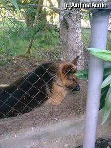 [P71] Un lup care ar fi trebuit să păzească proprietatea alăturată şi careera foarte frumoasă... dar el dormea, iar când l-am treormăia tare deranjat... » foto by Aeerdna*
 - 
<span class="allrVoted glyphicon glyphicon-heart hidden" id="av217130"></span>
<a class="m-l-10 hidden" id="sv217130" onclick="voting_Foto_DelVot(,217130,7150)" role="button">șterge vot <span class="glyphicon glyphicon-remove"></span></a>
<a id="v9217130" class=" c-red"  onclick="voting_Foto_SetVot(217130)" role="button"><span class="glyphicon glyphicon-heart-empty"></span> <b>LIKE</b> = Votează poza</a> <img class="hidden"  id="f217130W9" src="/imagini/loader.gif" border="0" /><span class="AjErrMes hidden" id="e217130ErM"></span>