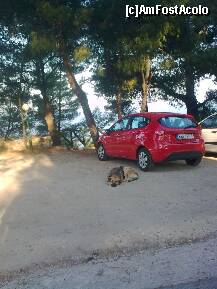 [P74] Dumnealui e dulăul cel încrezător... » foto by Aeerdna*
 - 
<span class="allrVoted glyphicon glyphicon-heart hidden" id="av217134"></span>
<a class="m-l-10 hidden" id="sv217134" onclick="voting_Foto_DelVot(,217134,7150)" role="button">șterge vot <span class="glyphicon glyphicon-remove"></span></a>
<a id="v9217134" class=" c-red"  onclick="voting_Foto_SetVot(217134)" role="button"><span class="glyphicon glyphicon-heart-empty"></span> <b>LIKE</b> = Votează poza</a> <img class="hidden"  id="f217134W9" src="/imagini/loader.gif" border="0" /><span class="AjErrMes hidden" id="e217134ErM"></span>