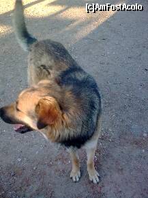 [P80] Dulăul cel îndrăzneţ... » foto by Aeerdna*
 - 
<span class="allrVoted glyphicon glyphicon-heart hidden" id="av217143"></span>
<a class="m-l-10 hidden" id="sv217143" onclick="voting_Foto_DelVot(,217143,7150)" role="button">șterge vot <span class="glyphicon glyphicon-remove"></span></a>
<a id="v9217143" class=" c-red"  onclick="voting_Foto_SetVot(217143)" role="button"><span class="glyphicon glyphicon-heart-empty"></span> <b>LIKE</b> = Votează poza</a> <img class="hidden"  id="f217143W9" src="/imagini/loader.gif" border="0" /><span class="AjErrMes hidden" id="e217143ErM"></span>