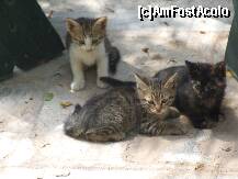 [P05] pisoiasii complexului...adorabili dar nu prea prietenosi » foto by anca i*
 - 
<span class="allrVoted glyphicon glyphicon-heart hidden" id="av215390"></span>
<a class="m-l-10 hidden" id="sv215390" onclick="voting_Foto_DelVot(,215390,7150)" role="button">șterge vot <span class="glyphicon glyphicon-remove"></span></a>
<a id="v9215390" class=" c-red"  onclick="voting_Foto_SetVot(215390)" role="button"><span class="glyphicon glyphicon-heart-empty"></span> <b>LIKE</b> = Votează poza</a> <img class="hidden"  id="f215390W9" src="/imagini/loader.gif" border="0" /><span class="AjErrMes hidden" id="e215390ErM"></span>