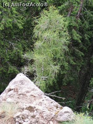 [P05] Un arbore de tisă, crinul de munte, zada, la Polița cu crini » foto by Radix7
 - 
<span class="allrVoted glyphicon glyphicon-heart hidden" id="av1489399"></span>
<a class="m-l-10 hidden" id="sv1489399" onclick="voting_Foto_DelVot(,1489399,7157)" role="button">șterge vot <span class="glyphicon glyphicon-remove"></span></a>
<a id="v91489399" class=" c-red"  onclick="voting_Foto_SetVot(1489399)" role="button"><span class="glyphicon glyphicon-heart-empty"></span> <b>LIKE</b> = Votează poza</a> <img class="hidden"  id="f1489399W9" src="/imagini/loader.gif" border="0" /><span class="AjErrMes hidden" id="e1489399ErM"></span>