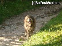 [P01] Un caine ciobanesc, ne intampina curios, dar politicos, fara sa vrea sa ne muste ... no ham ! » foto by dartax
 - 
<span class="allrVoted glyphicon glyphicon-heart hidden" id="av133062"></span>
<a class="m-l-10 hidden" id="sv133062" onclick="voting_Foto_DelVot(,133062,7213)" role="button">șterge vot <span class="glyphicon glyphicon-remove"></span></a>
<a id="v9133062" class=" c-red"  onclick="voting_Foto_SetVot(133062)" role="button"><span class="glyphicon glyphicon-heart-empty"></span> <b>LIKE</b> = Votează poza</a> <img class="hidden"  id="f133062W9" src="/imagini/loader.gif" border="0" /><span class="AjErrMes hidden" id="e133062ErM"></span>