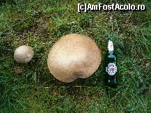 [P21] Sunt comestibile, (craite parca se numesc) dar se strica repede daca nu le culegi la timp... » foto by dartax
 - 
<span class="allrVoted glyphicon glyphicon-heart hidden" id="av133100"></span>
<a class="m-l-10 hidden" id="sv133100" onclick="voting_Foto_DelVot(,133100,7213)" role="button">șterge vot <span class="glyphicon glyphicon-remove"></span></a>
<a id="v9133100" class=" c-red"  onclick="voting_Foto_SetVot(133100)" role="button"><span class="glyphicon glyphicon-heart-empty"></span> <b>LIKE</b> = Votează poza</a> <img class="hidden"  id="f133100W9" src="/imagini/loader.gif" border="0" /><span class="AjErrMes hidden" id="e133100ErM"></span>