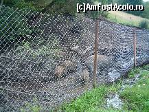 [P08] Scroafa avea 12 purcei, care o urmareau prin noroi... » foto by dartax
 - 
<span class="allrVoted glyphicon glyphicon-heart hidden" id="av133069"></span>
<a class="m-l-10 hidden" id="sv133069" onclick="voting_Foto_DelVot(,133069,7213)" role="button">șterge vot <span class="glyphicon glyphicon-remove"></span></a>
<a id="v9133069" class=" c-red"  onclick="voting_Foto_SetVot(133069)" role="button"><span class="glyphicon glyphicon-heart-empty"></span> <b>LIKE</b> = Votează poza</a> <img class="hidden"  id="f133069W9" src="/imagini/loader.gif" border="0" /><span class="AjErrMes hidden" id="e133069ErM"></span>