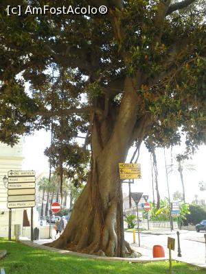 [P21] Un ficus maiestuos » foto by Mitica49
 - 
<span class="allrVoted glyphicon glyphicon-heart hidden" id="av1142812"></span>
<a class="m-l-10 hidden" id="sv1142812" onclick="voting_Foto_DelVot(,1142812,7390)" role="button">șterge vot <span class="glyphicon glyphicon-remove"></span></a>
<a id="v91142812" class=" c-red"  onclick="voting_Foto_SetVot(1142812)" role="button"><span class="glyphicon glyphicon-heart-empty"></span> <b>LIKE</b> = Votează poza</a> <img class="hidden"  id="f1142812W9" src="/imagini/loader.gif" border="0" /><span class="AjErrMes hidden" id="e1142812ErM"></span>