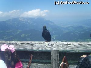 [P10] Un ,,vultur' in mizerie, gata sa primeasca o bucatica de paine. » foto by marius gaudi*
 - 
<span class="allrVoted glyphicon glyphicon-heart hidden" id="av554933"></span>
<a class="m-l-10 hidden" id="sv554933" onclick="voting_Foto_DelVot(,554933,7573)" role="button">șterge vot <span class="glyphicon glyphicon-remove"></span></a>
<a id="v9554933" class=" c-red"  onclick="voting_Foto_SetVot(554933)" role="button"><span class="glyphicon glyphicon-heart-empty"></span> <b>LIKE</b> = Votează poza</a> <img class="hidden"  id="f554933W9" src="/imagini/loader.gif" border="0" /><span class="AjErrMes hidden" id="e554933ErM"></span>