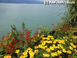 [P10] Montreux - Doar cateva din florile care coloreaza riviera.  » foto by iulianic
 - 
<span class="allrVoted glyphicon glyphicon-heart hidden" id="av368092"></span>
<a class="m-l-10 hidden" id="sv368092" onclick="voting_Foto_DelVot(,368092,7614)" role="button">șterge vot <span class="glyphicon glyphicon-remove"></span></a>
<a id="v9368092" class=" c-red"  onclick="voting_Foto_SetVot(368092)" role="button"><span class="glyphicon glyphicon-heart-empty"></span> <b>LIKE</b> = Votează poza</a> <img class="hidden"  id="f368092W9" src="/imagini/loader.gif" border="0" /><span class="AjErrMes hidden" id="e368092ErM"></span>