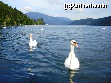 [P16] Gratioasele lebede pe lacul Milstattersee » foto by BOGDAN DSN
 - 
<span class="allrVoted glyphicon glyphicon-heart hidden" id="av264060"></span>
<a class="m-l-10 hidden" id="sv264060" onclick="voting_Foto_DelVot(,264060,7627)" role="button">șterge vot <span class="glyphicon glyphicon-remove"></span></a>
<a id="v9264060" class=" c-red"  onclick="voting_Foto_SetVot(264060)" role="button"><span class="glyphicon glyphicon-heart-empty"></span> <b>LIKE</b> = Votează poza</a> <img class="hidden"  id="f264060W9" src="/imagini/loader.gif" border="0" /><span class="AjErrMes hidden" id="e264060ErM"></span>