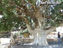 [P05] Ayia Napa - Ficus Sycomorus, arborele secular din fata intrarii in manastire. » foto by iulianic
 - 
<span class="allrVoted glyphicon glyphicon-heart hidden" id="av279944"></span>
<a class="m-l-10 hidden" id="sv279944" onclick="voting_Foto_DelVot(,279944,7721)" role="button">șterge vot <span class="glyphicon glyphicon-remove"></span></a>
<a id="v9279944" class=" c-red"  onclick="voting_Foto_SetVot(279944)" role="button"><span class="glyphicon glyphicon-heart-empty"></span> <b>LIKE</b> = Votează poza</a> <img class="hidden"  id="f279944W9" src="/imagini/loader.gif" border="0" /><span class="AjErrMes hidden" id="e279944ErM"></span>