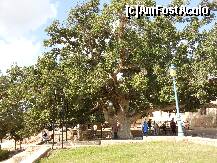 [P06] Ayia Napa - Ficus Sycomorus. » foto by iulianic
 - 
<span class="allrVoted glyphicon glyphicon-heart hidden" id="av279945"></span>
<a class="m-l-10 hidden" id="sv279945" onclick="voting_Foto_DelVot(,279945,7721)" role="button">șterge vot <span class="glyphicon glyphicon-remove"></span></a>
<a id="v9279945" class=" c-red"  onclick="voting_Foto_SetVot(279945)" role="button"><span class="glyphicon glyphicon-heart-empty"></span> <b>LIKE</b> = Votează poza</a> <img class="hidden"  id="f279945W9" src="/imagini/loader.gif" border="0" /><span class="AjErrMes hidden" id="e279945ErM"></span>