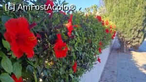 [P19] Ayia Napa, gard viu din trandafiri japonezi » foto by Dragoș_MD
 - 
<span class="allrVoted glyphicon glyphicon-heart hidden" id="av1489620"></span>
<a class="m-l-10 hidden" id="sv1489620" onclick="voting_Foto_DelVot(,1489620,7721)" role="button">șterge vot <span class="glyphicon glyphicon-remove"></span></a>
<a id="v91489620" class=" c-red"  onclick="voting_Foto_SetVot(1489620)" role="button"><span class="glyphicon glyphicon-heart-empty"></span> <b>LIKE</b> = Votează poza</a> <img class="hidden"  id="f1489620W9" src="/imagini/loader.gif" border="0" /><span class="AjErrMes hidden" id="e1489620ErM"></span>