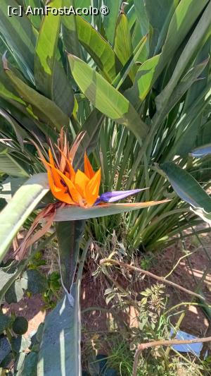 [P21] Ayia Napa, strelitsia » foto by Dragoș_MD
 - 
<span class="allrVoted glyphicon glyphicon-heart hidden" id="av1489622"></span>
<a class="m-l-10 hidden" id="sv1489622" onclick="voting_Foto_DelVot(,1489622,7721)" role="button">șterge vot <span class="glyphicon glyphicon-remove"></span></a>
<a id="v91489622" class=" c-red"  onclick="voting_Foto_SetVot(1489622)" role="button"><span class="glyphicon glyphicon-heart-empty"></span> <b>LIKE</b> = Votează poza</a> <img class="hidden"  id="f1489622W9" src="/imagini/loader.gif" border="0" /><span class="AjErrMes hidden" id="e1489622ErM"></span>
