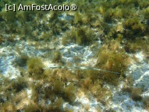 [P23] Ayia Napa, plaja Nisi, snorkeling - zărgan » foto by Dragoș_MD
 - 
<span class="allrVoted glyphicon glyphicon-heart hidden" id="av1489624"></span>
<a class="m-l-10 hidden" id="sv1489624" onclick="voting_Foto_DelVot(,1489624,7721)" role="button">șterge vot <span class="glyphicon glyphicon-remove"></span></a>
<a id="v91489624" class=" c-red"  onclick="voting_Foto_SetVot(1489624)" role="button"><span class="glyphicon glyphicon-heart-empty"></span> <b>LIKE</b> = Votează poza</a> <img class="hidden"  id="f1489624W9" src="/imagini/loader.gif" border="0" /><span class="AjErrMes hidden" id="e1489624ErM"></span>