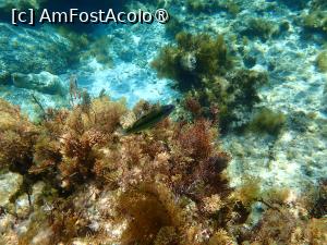 [P24] Ayia Napa, plaja Nisi, snorkeling » foto by Dragoș_MD
 - 
<span class="allrVoted glyphicon glyphicon-heart hidden" id="av1489625"></span>
<a class="m-l-10 hidden" id="sv1489625" onclick="voting_Foto_DelVot(,1489625,7721)" role="button">șterge vot <span class="glyphicon glyphicon-remove"></span></a>
<a id="v91489625" class=" c-red"  onclick="voting_Foto_SetVot(1489625)" role="button"><span class="glyphicon glyphicon-heart-empty"></span> <b>LIKE</b> = Votează poza</a> <img class="hidden"  id="f1489625W9" src="/imagini/loader.gif" border="0" /><span class="AjErrMes hidden" id="e1489625ErM"></span>