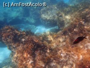 [P25] Ayia Napa, plaja Nisi, snorkeling » foto by Dragoș_MD
 - 
<span class="allrVoted glyphicon glyphicon-heart hidden" id="av1489626"></span>
<a class="m-l-10 hidden" id="sv1489626" onclick="voting_Foto_DelVot(,1489626,7721)" role="button">șterge vot <span class="glyphicon glyphicon-remove"></span></a>
<a id="v91489626" class=" c-red"  onclick="voting_Foto_SetVot(1489626)" role="button"><span class="glyphicon glyphicon-heart-empty"></span> <b>LIKE</b> = Votează poza</a> <img class="hidden"  id="f1489626W9" src="/imagini/loader.gif" border="0" /><span class="AjErrMes hidden" id="e1489626ErM"></span>