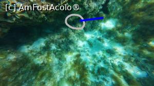 [P26] Ayia Napa, plaja Nisi, snorkeling - în zona marcată e posibil să fie o parte din aripioara pectorală a unui  pește leu » foto by Dragoș_MD
 - 
<span class="allrVoted glyphicon glyphicon-heart hidden" id="av1489627"></span>
<a class="m-l-10 hidden" id="sv1489627" onclick="voting_Foto_DelVot(,1489627,7721)" role="button">șterge vot <span class="glyphicon glyphicon-remove"></span></a>
<a id="v91489627" class=" c-red"  onclick="voting_Foto_SetVot(1489627)" role="button"><span class="glyphicon glyphicon-heart-empty"></span> <b>LIKE</b> = Votează poza</a> <img class="hidden"  id="f1489627W9" src="/imagini/loader.gif" border="0" /><span class="AjErrMes hidden" id="e1489627ErM"></span>