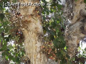 [P43] Fructele copacului Ficus Sycomorus » foto by irinad
 - 
<span class="allrVoted glyphicon glyphicon-heart hidden" id="av758220"></span>
<a class="m-l-10 hidden" id="sv758220" onclick="voting_Foto_DelVot(,758220,7721)" role="button">șterge vot <span class="glyphicon glyphicon-remove"></span></a>
<a id="v9758220" class=" c-red"  onclick="voting_Foto_SetVot(758220)" role="button"><span class="glyphicon glyphicon-heart-empty"></span> <b>LIKE</b> = Votează poza</a> <img class="hidden"  id="f758220W9" src="/imagini/loader.gif" border="0" /><span class="AjErrMes hidden" id="e758220ErM"></span>