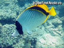 [P22] butterfly fish » foto by basaku
 - 
<span class="allrVoted glyphicon glyphicon-heart hidden" id="av161509"></span>
<a class="m-l-10 hidden" id="sv161509" onclick="voting_Foto_DelVot(,161509,7832)" role="button">șterge vot <span class="glyphicon glyphicon-remove"></span></a>
<a id="v9161509" class=" c-red"  onclick="voting_Foto_SetVot(161509)" role="button"><span class="glyphicon glyphicon-heart-empty"></span> <b>LIKE</b> = Votează poza</a> <img class="hidden"  id="f161509W9" src="/imagini/loader.gif" border="0" /><span class="AjErrMes hidden" id="e161509ErM"></span>