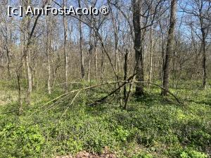 [P42] Focșani- Crângul Petrești » foto by Yersinia Pestis
 - 
<span class="allrVoted glyphicon glyphicon-heart hidden" id="av1523957"></span>
<a class="m-l-10 hidden" id="sv1523957" onclick="voting_Foto_DelVot(,1523957,7833)" role="button">șterge vot <span class="glyphicon glyphicon-remove"></span></a>
<a id="v91523957" class=" c-red"  onclick="voting_Foto_SetVot(1523957)" role="button"><span class="glyphicon glyphicon-heart-empty"></span> <b>LIKE</b> = Votează poza</a> <img class="hidden"  id="f1523957W9" src="/imagini/loader.gif" border="0" /><span class="AjErrMes hidden" id="e1523957ErM"></span>