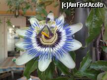 [P28] Passiflora!.... » foto by andu_i
 - 
<span class="allrVoted glyphicon glyphicon-heart hidden" id="av206559"></span>
<a class="m-l-10 hidden" id="sv206559" onclick="voting_Foto_DelVot(,206559,7852)" role="button">șterge vot <span class="glyphicon glyphicon-remove"></span></a>
<a id="v9206559" class=" c-red"  onclick="voting_Foto_SetVot(206559)" role="button"><span class="glyphicon glyphicon-heart-empty"></span> <b>LIKE</b> = Votează poza</a> <img class="hidden"  id="f206559W9" src="/imagini/loader.gif" border="0" /><span class="AjErrMes hidden" id="e206559ErM"></span>