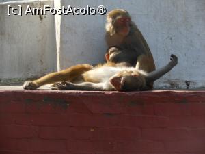 [P17] Kathmandu - Maimuțe la Templul Swayambhunath. » foto by iulianic
 - 
<span class="allrVoted glyphicon glyphicon-heart hidden" id="av1469320"></span>
<a class="m-l-10 hidden" id="sv1469320" onclick="voting_Foto_DelVot(,1469320,7929)" role="button">șterge vot <span class="glyphicon glyphicon-remove"></span></a>
<a id="v91469320" class=" c-red"  onclick="voting_Foto_SetVot(1469320)" role="button"><span class="glyphicon glyphicon-heart-empty"></span> <b>LIKE</b> = Votează poza</a> <img class="hidden"  id="f1469320W9" src="/imagini/loader.gif" border="0" /><span class="AjErrMes hidden" id="e1469320ErM"></span>