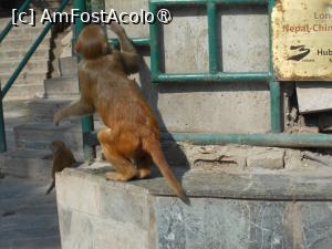 [P66] Kathmandu - La Templul Swayambhunath sau Templul Maimuțelor. » foto by iulianic
 - 
<span class="allrVoted glyphicon glyphicon-heart hidden" id="av1469369"></span>
<a class="m-l-10 hidden" id="sv1469369" onclick="voting_Foto_DelVot(,1469369,7929)" role="button">șterge vot <span class="glyphicon glyphicon-remove"></span></a>
<a id="v91469369" class=" c-red"  onclick="voting_Foto_SetVot(1469369)" role="button"><span class="glyphicon glyphicon-heart-empty"></span> <b>LIKE</b> = Votează poza</a> <img class="hidden"  id="f1469369W9" src="/imagini/loader.gif" border="0" /><span class="AjErrMes hidden" id="e1469369ErM"></span>