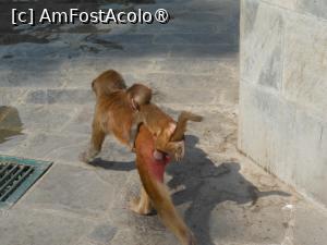 [P67] Kathmandu - La Templul Swayambhunath sau Templul Maimuțelor. » foto by iulianic
 - 
<span class="allrVoted glyphicon glyphicon-heart hidden" id="av1469370"></span>
<a class="m-l-10 hidden" id="sv1469370" onclick="voting_Foto_DelVot(,1469370,7929)" role="button">șterge vot <span class="glyphicon glyphicon-remove"></span></a>
<a id="v91469370" class=" c-red"  onclick="voting_Foto_SetVot(1469370)" role="button"><span class="glyphicon glyphicon-heart-empty"></span> <b>LIKE</b> = Votează poza</a> <img class="hidden"  id="f1469370W9" src="/imagini/loader.gif" border="0" /><span class="AjErrMes hidden" id="e1469370ErM"></span>