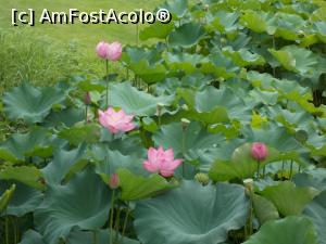 [P36] Tokyo, Grădina Koishikawa Korakuen, Florile acoperă Iazul cu lotuși » foto by mprofeanu
 - 
<span class="allrVoted glyphicon glyphicon-heart hidden" id="av745744"></span>
<a class="m-l-10 hidden" id="sv745744" onclick="voting_Foto_DelVot(,745744,7999)" role="button">șterge vot <span class="glyphicon glyphicon-remove"></span></a>
<a id="v9745744" class=" c-red"  onclick="voting_Foto_SetVot(745744)" role="button"><span class="glyphicon glyphicon-heart-empty"></span> <b>LIKE</b> = Votează poza</a> <img class="hidden"  id="f745744W9" src="/imagini/loader.gif" border="0" /><span class="AjErrMes hidden" id="e745744ErM"></span>