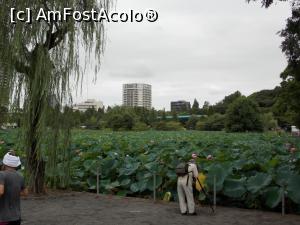 [P05] Tokyo, Parcul Ueno, Lacul Shinobazu, Lacul Florilor de Lotus, vara acoperit complet cu flori » foto by mprofeanu
 - 
<span class="allrVoted glyphicon glyphicon-heart hidden" id="av751111"></span>
<a class="m-l-10 hidden" id="sv751111" onclick="voting_Foto_DelVot(,751111,7999)" role="button">șterge vot <span class="glyphicon glyphicon-remove"></span></a>
<a id="v9751111" class=" c-red"  onclick="voting_Foto_SetVot(751111)" role="button"><span class="glyphicon glyphicon-heart-empty"></span> <b>LIKE</b> = Votează poza</a> <img class="hidden"  id="f751111W9" src="/imagini/loader.gif" border="0" /><span class="AjErrMes hidden" id="e751111ErM"></span>